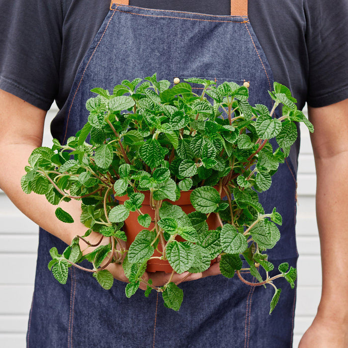 crinkly leaf house plant Pilea 'Crinkle'