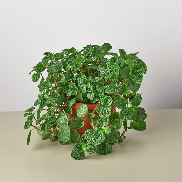 creeping charlie house plants Pilea 'Crinkle'