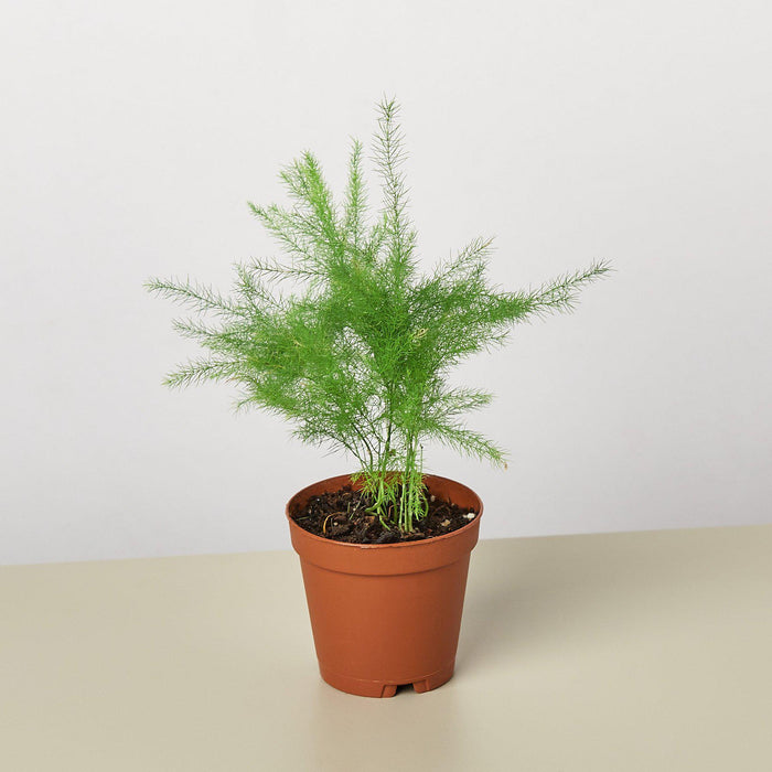 asparagus plant in pot Fern 'Asparagus' | Indoor Plant | Tropical Plant | Potted Plant