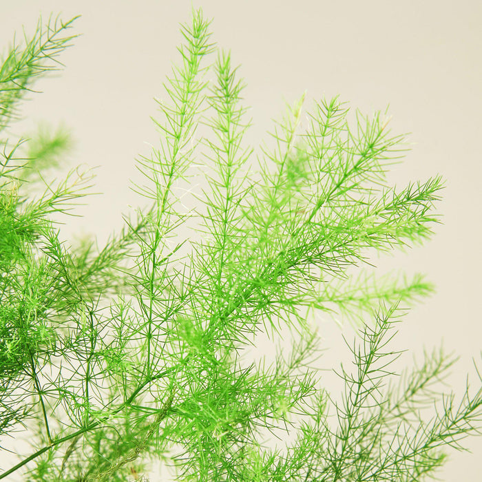 asparagus house plant Fern 'Asparagus' | Indoor Plant | Tropical Plant | Potted Plant