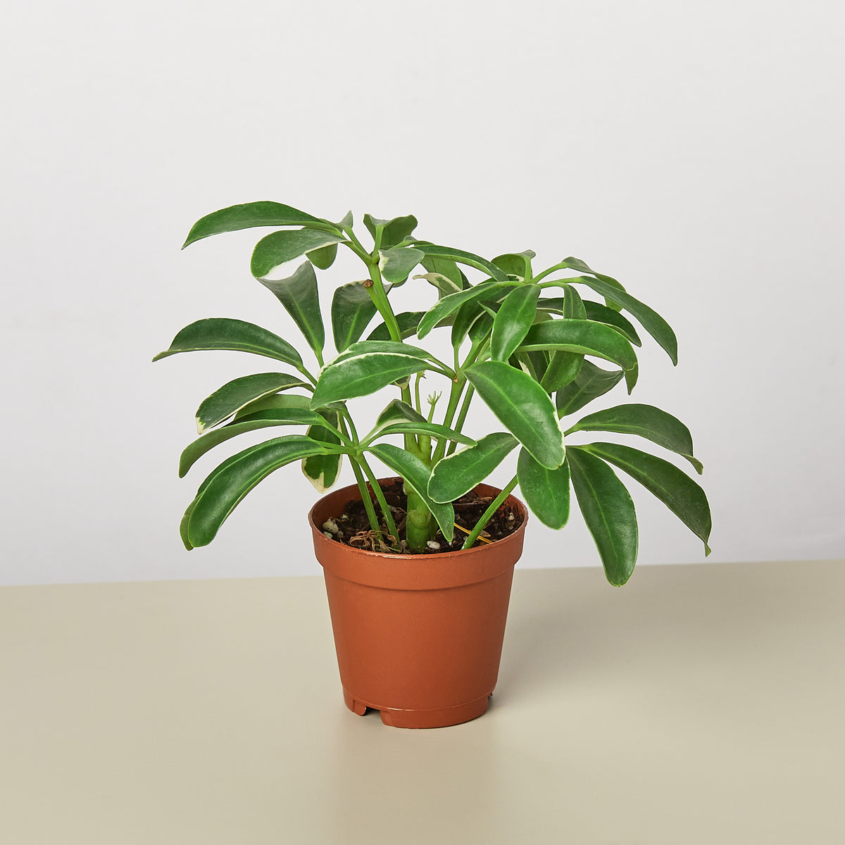 schefflera arboricola finger tree plant Schefflera Arboricola | Indoor Plant | Tropical Plant | Potted Plant