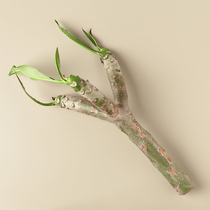 Flowering Tree 3D Models for Download | TurboSquid