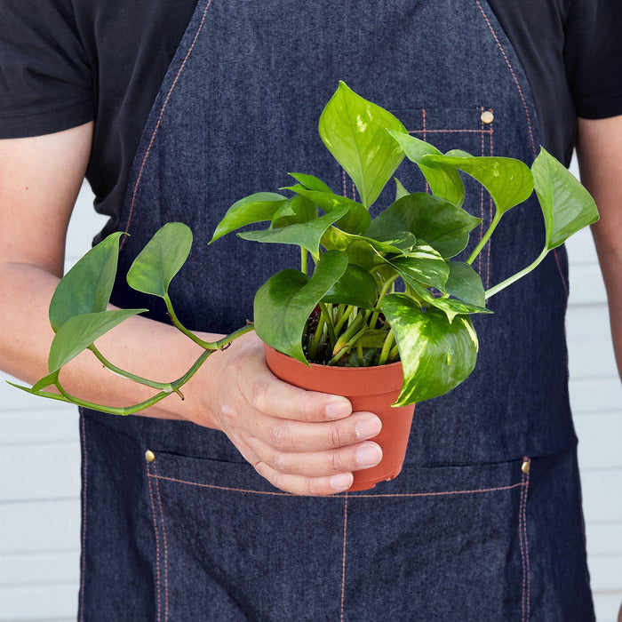golden pothos house plants Pothos 'Golden'