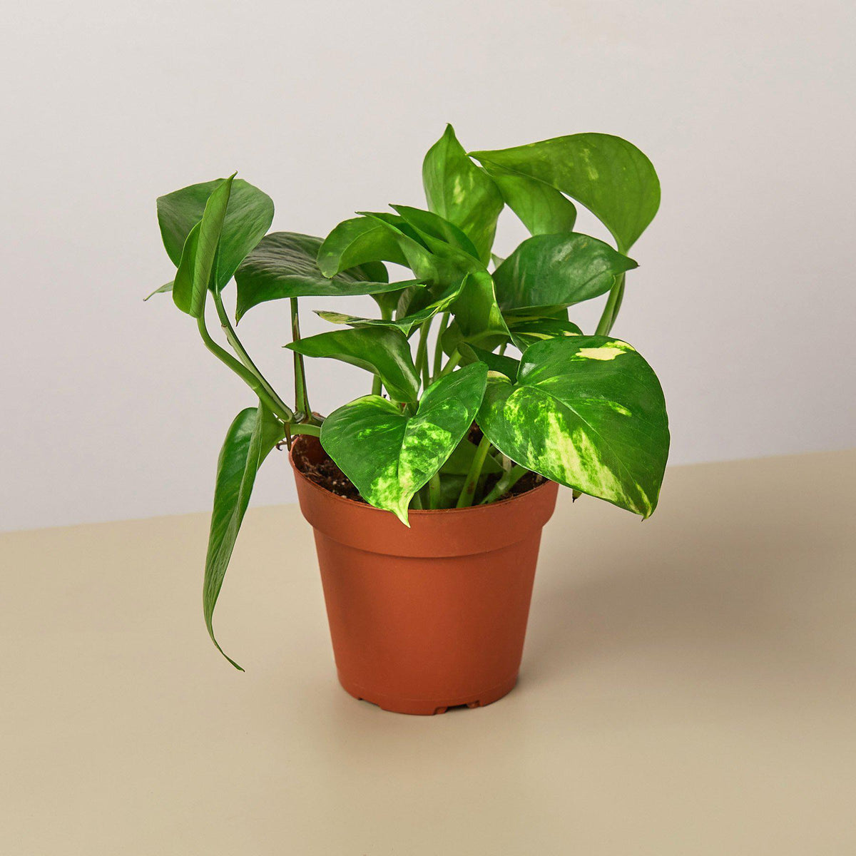 pothos indoor plant Pothos 'Golden' | Indoor Plant | Tropical Plant | Potted Plant