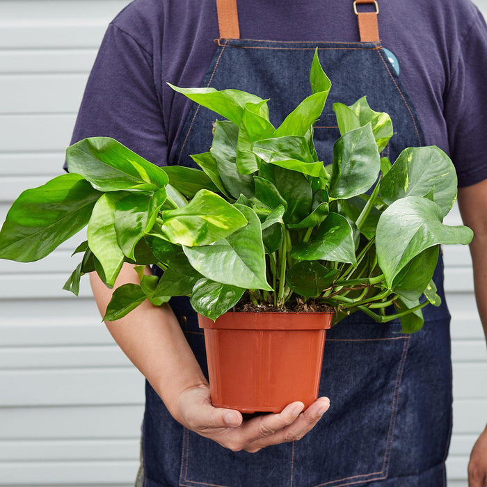 golden pothos delivery Pothos 'Golden' | Indoor Plant | Tropical Plant | Potted Plant