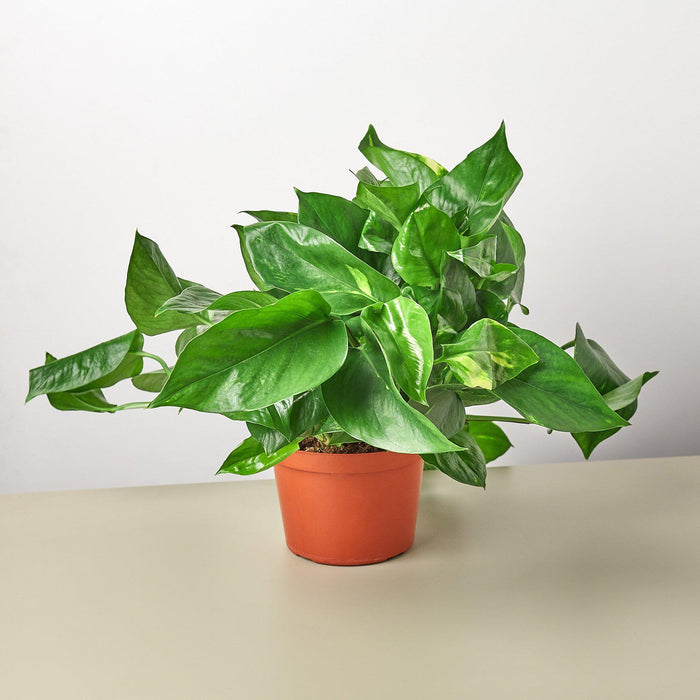 golden house plant Pothos 'Golden'