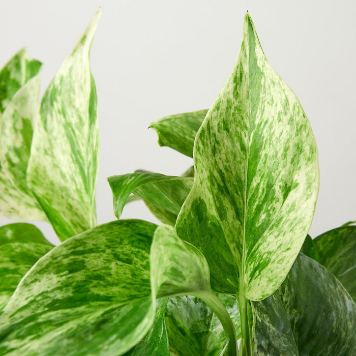 snow queen plant indoor Pothos 'Marble Queen' | Indoor Plant | Tropical Plant | Potted Plant