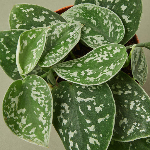 silver satin pothos price Pothos 'Satin' | Indoor Plant | Tropical Plant | Potted Plant