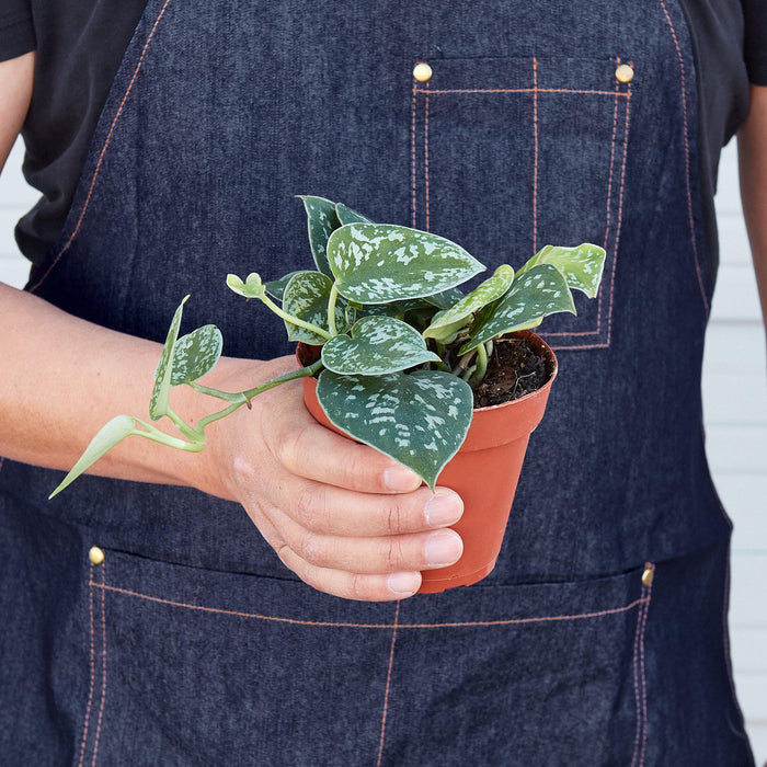 satin pothos online Pothos 'Satin' | Indoor Plant | Tropical Plant | Potted Plant