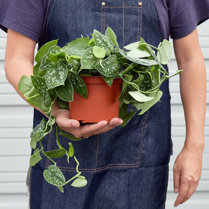satin pothos buy online Pothos 'Satin'