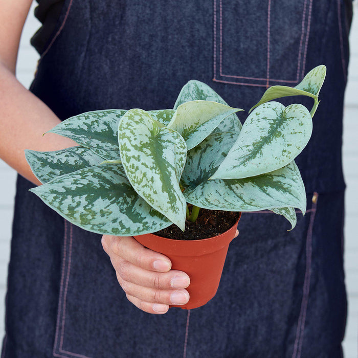 silver pothos Scindapsus Pictus 'Exotica' | Indoor Plant | Tropical Plant | Potted Plant