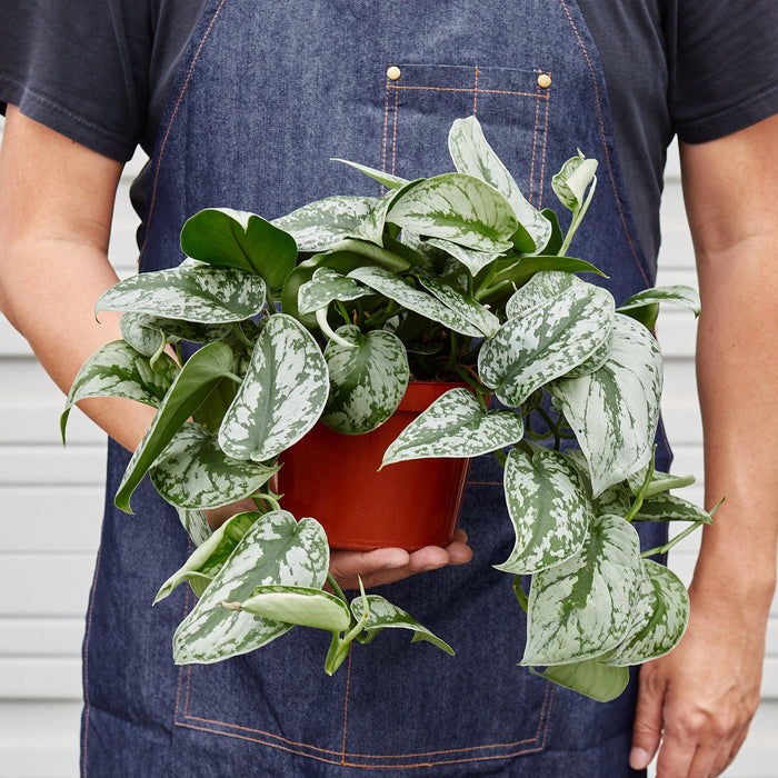 pothos with silver spots Pothos 'Silver Splash'