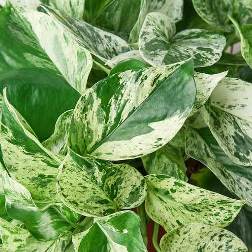 large marble pothos Pothos 'Marble Queen' | Indoor Plant | Tropical Plant | Potted Plant