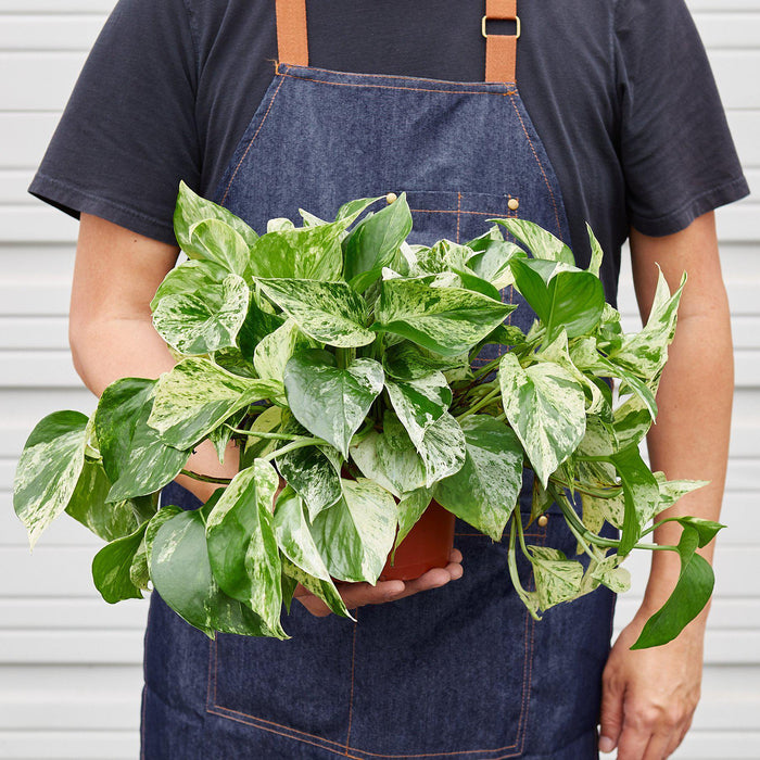 snow queen plant indoor Pothos 'Marble Queen' | Indoor Plant | Tropical Plant | Potted Plant