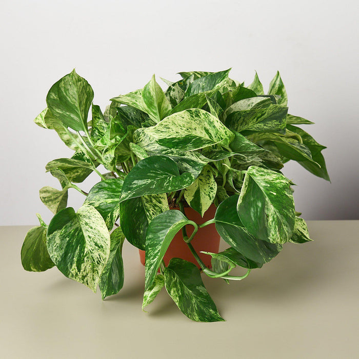 snow queen pothos for sale near me Pothos 'Marble Queen' | Indoor Plant | Tropical Plant | Potted Plant