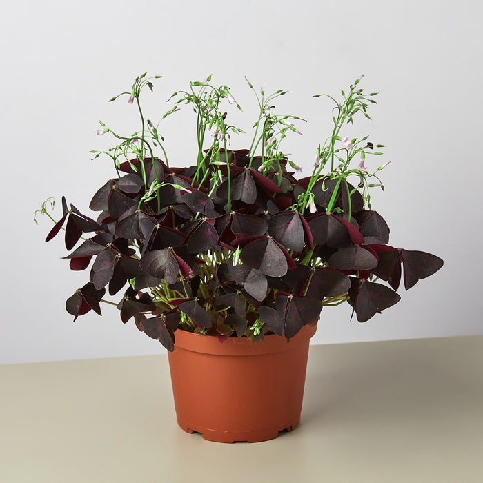 Oxalis Triangularis 'Purple Shamrock' - House Plant Shop