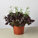 Oxalis Triangularis 'Purple Shamrock' - House Plant Shop