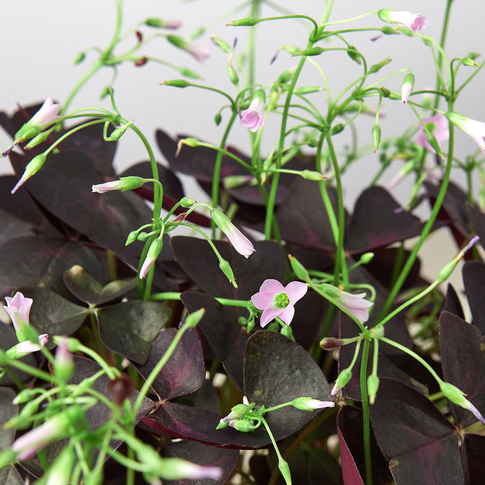 Oxalis Triangularis 'Purple Shamrock' - House Plant Shop