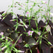 Oxalis Triangularis 'Purple Shamrock' - House Plant Shop