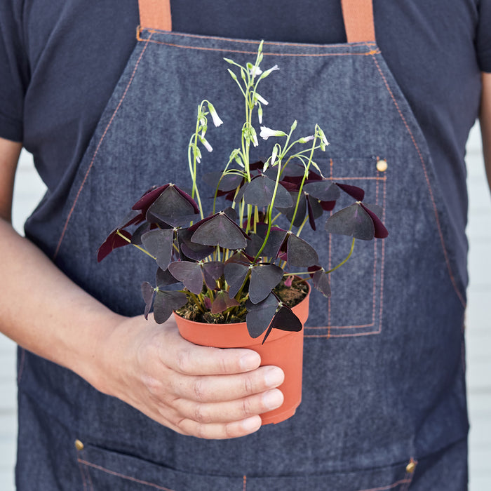 Oxalis Triangularis 'Purple Shamrock' - House Plant Shop