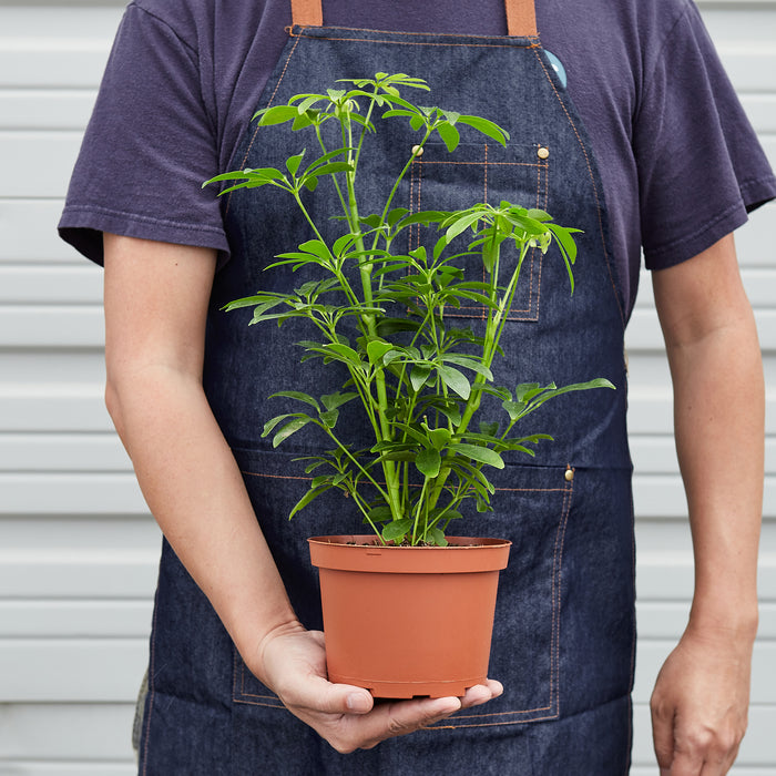 schefflera arboricola houseplant Schefflera Arboricola | Indoor Plant | Tropical Plant | Potted Plant
