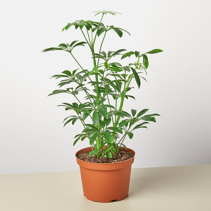 schefflera arboricola buy online Schefflera Arboricola