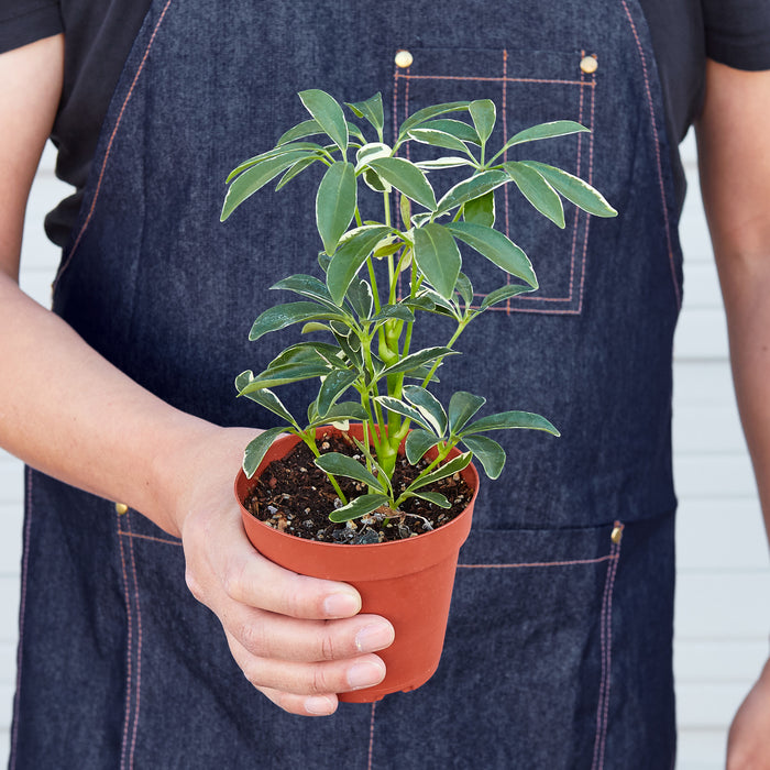 house plant umbrella tree Schefflera 'Moonlight' | Indoor Plant | Tropical Plant | Potted Plant