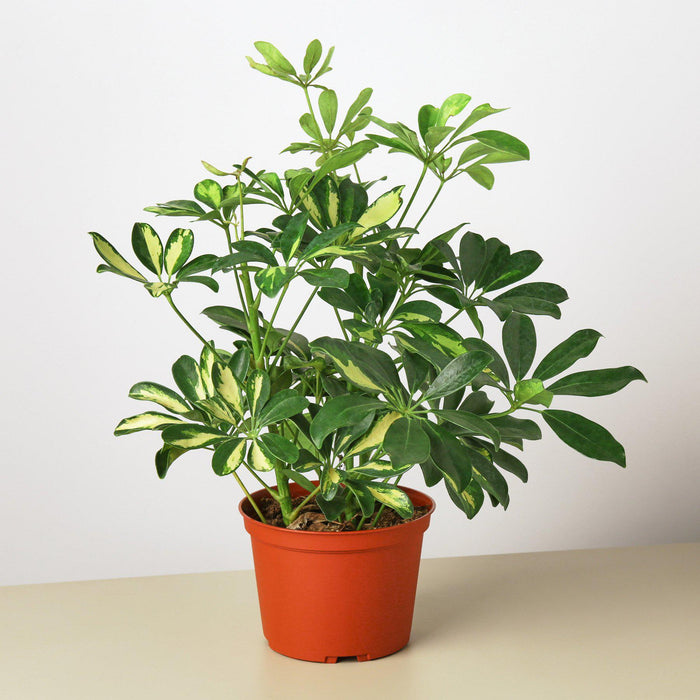 schefflera arboricola buy Schefflera 'Variegated'