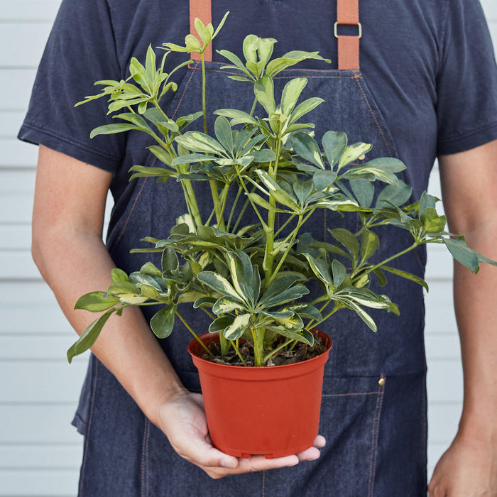 umbrella house plants Schefflera 'Variegated' | Indoor Plant | Tropical Plant | Potted Plant