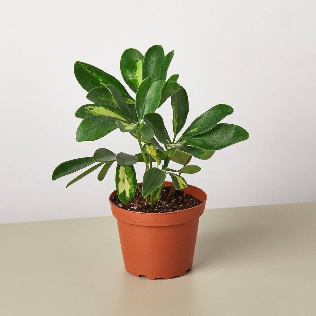 variegated arboricola schefflera Schefflera 'Variegated' | Indoor Plant | Tropical Plant | Potted Plant