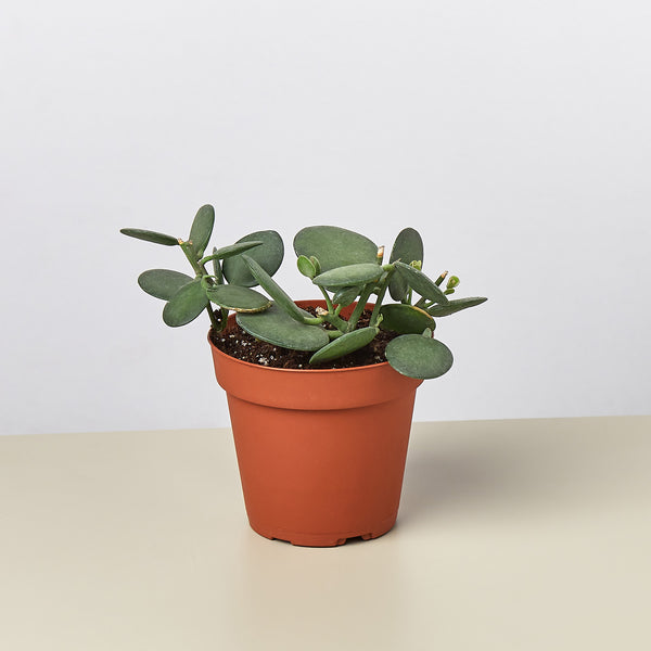 succulent silver dollar Succulent Xerosicyos 'Silver Dollar' | Indoor Plant | Tropical Plant | Potted Plant