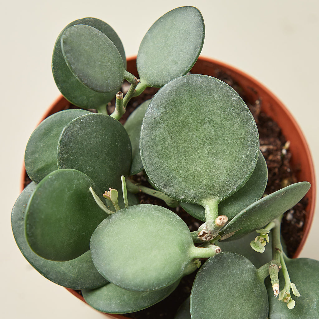 dollar tree succulent plants Succulent Xerosicyos 'Silver Dollar' | Indoor Plant | Tropical Plant |  Potted Plant