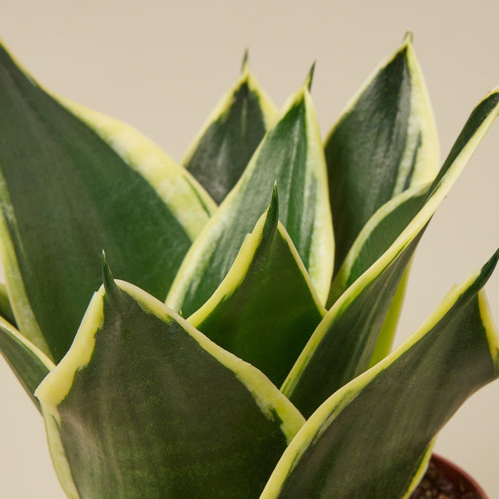blackjack snake plant Snake Plant 'Black Gold' | Indoor Plant | Sansevieria | Potted Plant