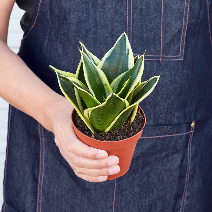 black friday snake plants Snake Plant 'Black Gold' | Indoor Plant | Sansevieria | Potted Plant