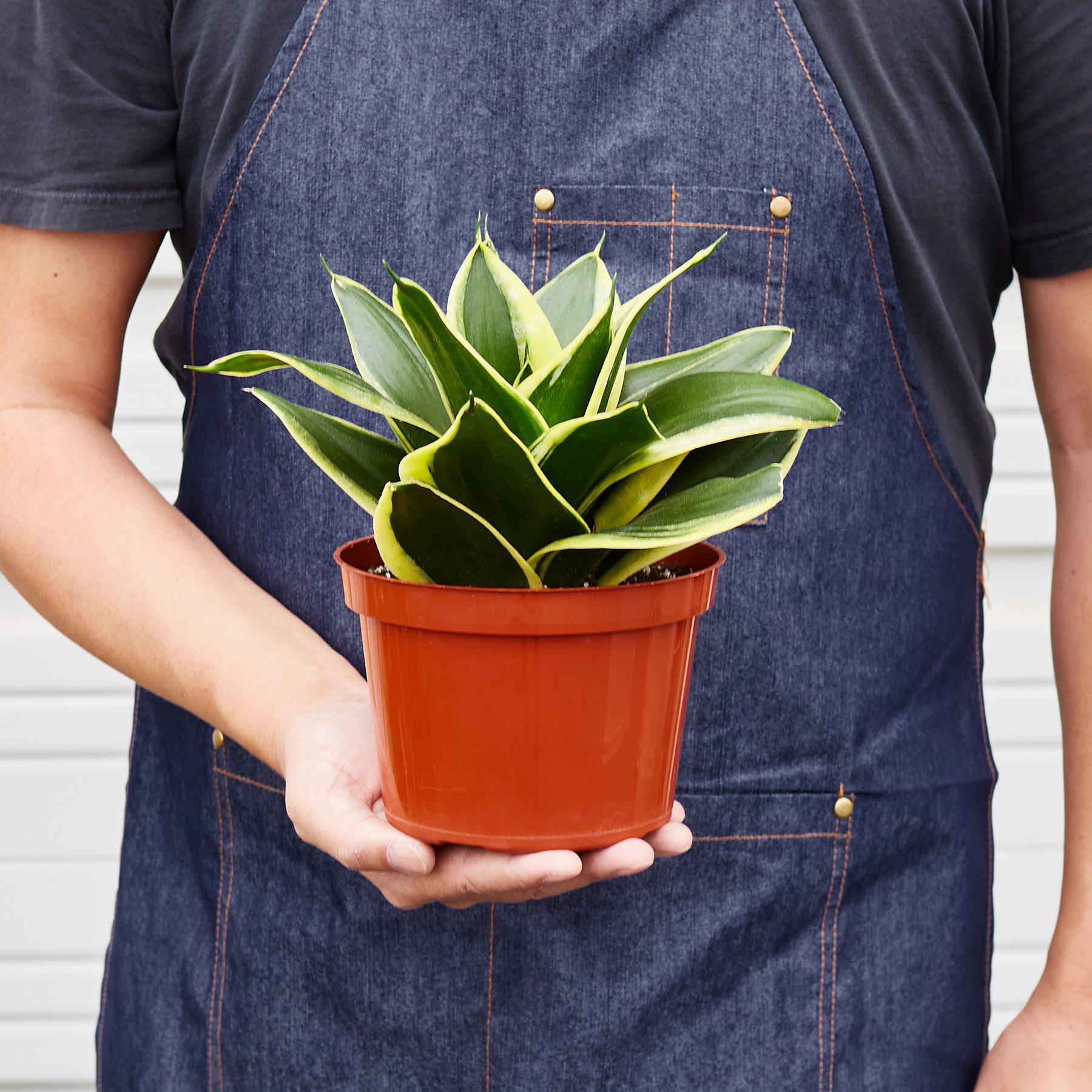 Snake Plant 'Black Gold' - House Plant Shop