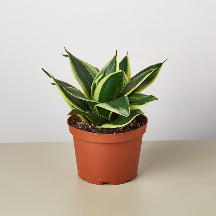 black gold snake plant propagation Snake Plant 'Black Gold' | Indoor Plant | Sansevieria | Potted Plant