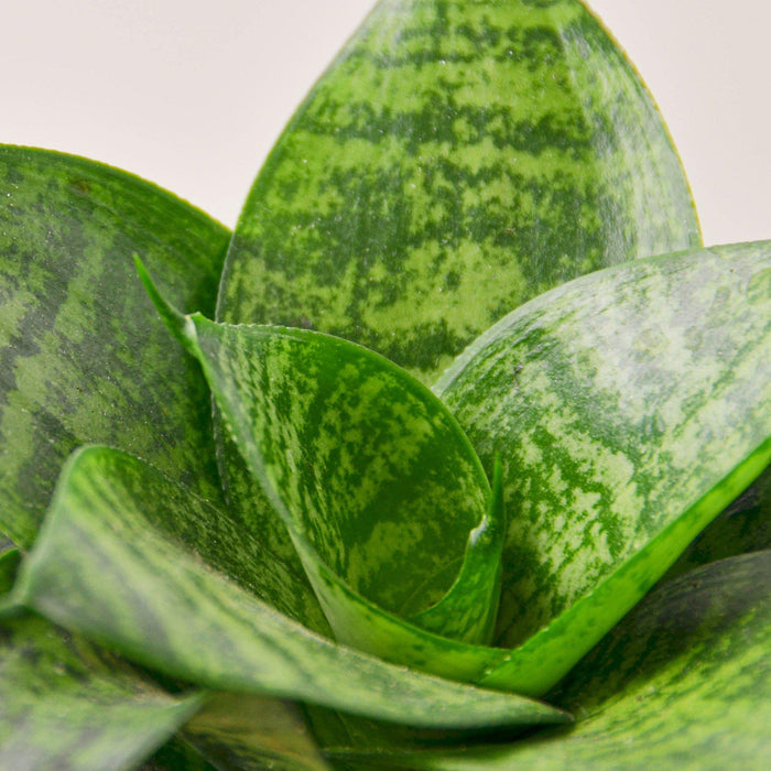 star snake plant Snake Plant 'Forest Star' | Indoor Plant | Tropical Plant | Potted Plant