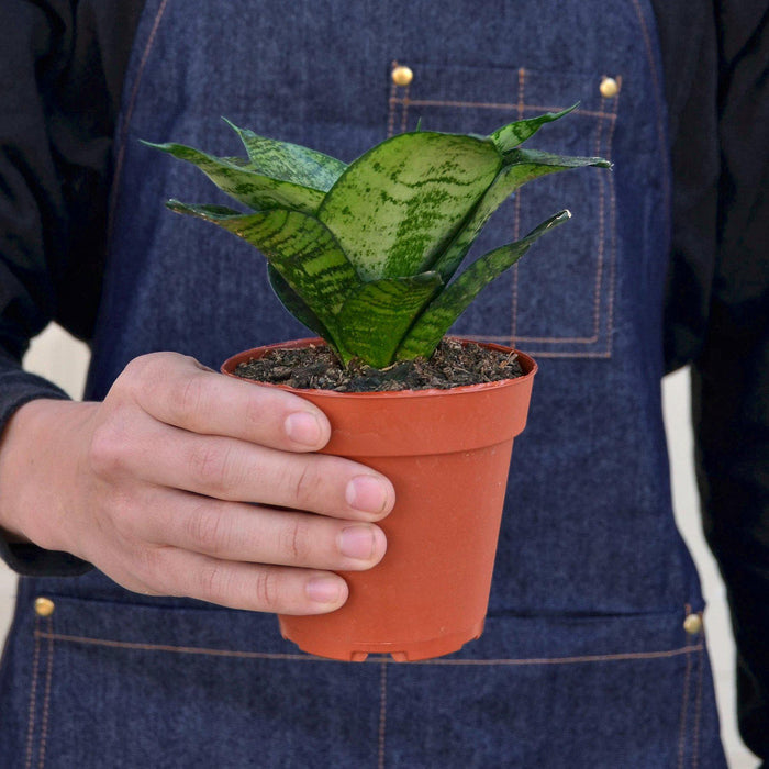 sansevieria trifasciata black star Snake Plant 'Forest Star' | Indoor Plant | Tropical Plant | Potted Plant