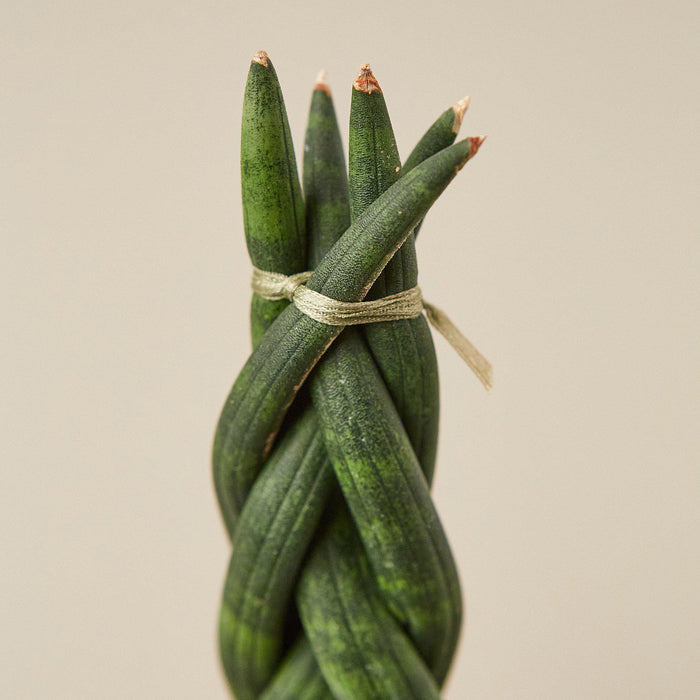 braided snake plant Snake Plant 'Braided' | Indoor Plant | Tropical Plant | Potted Plant