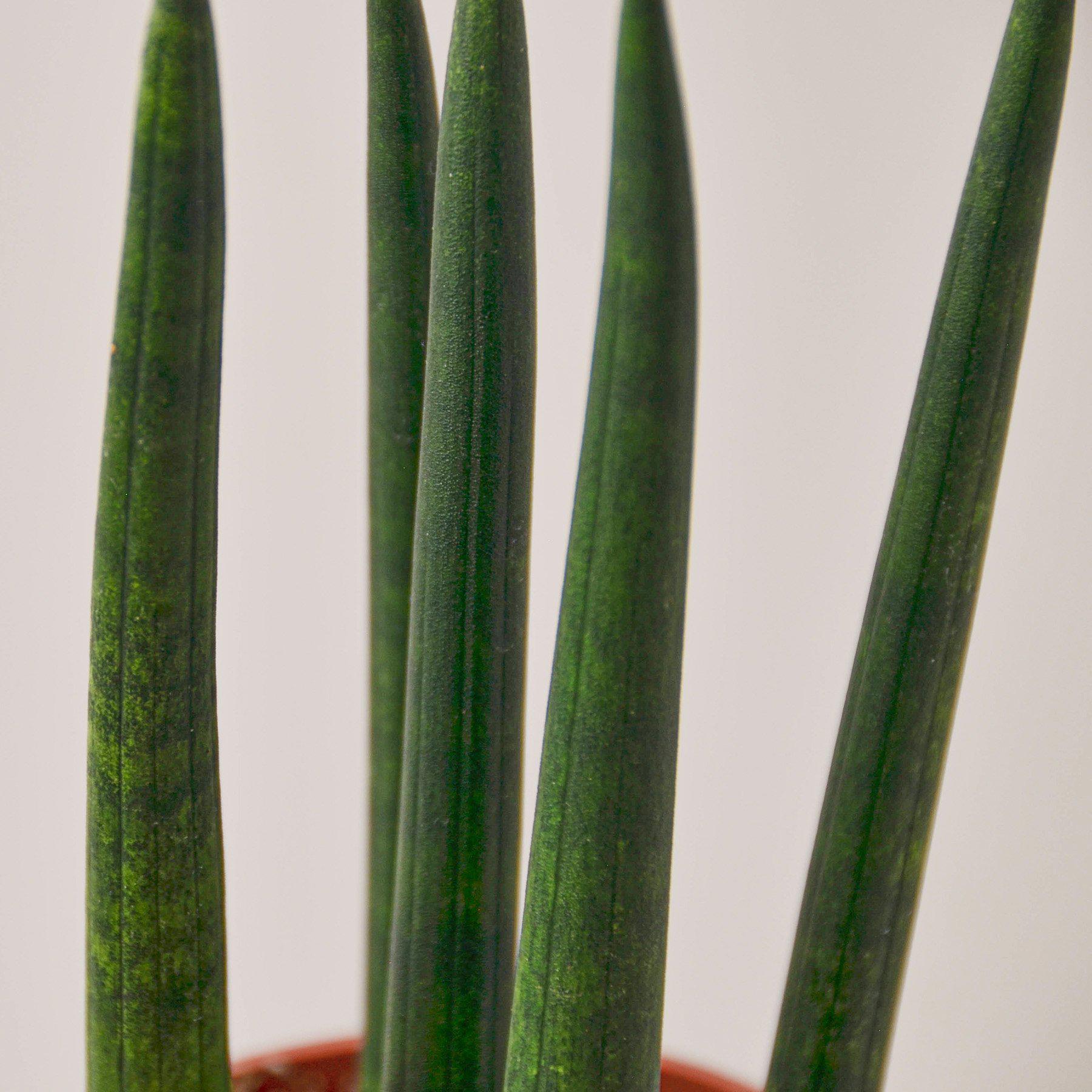 Snake Plant 'Cylindrica' - House Plant Shop