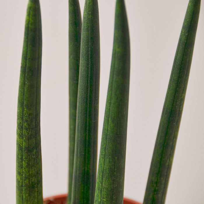 sansevieria cylindrica common name Snake Plant 'Cylindrica'