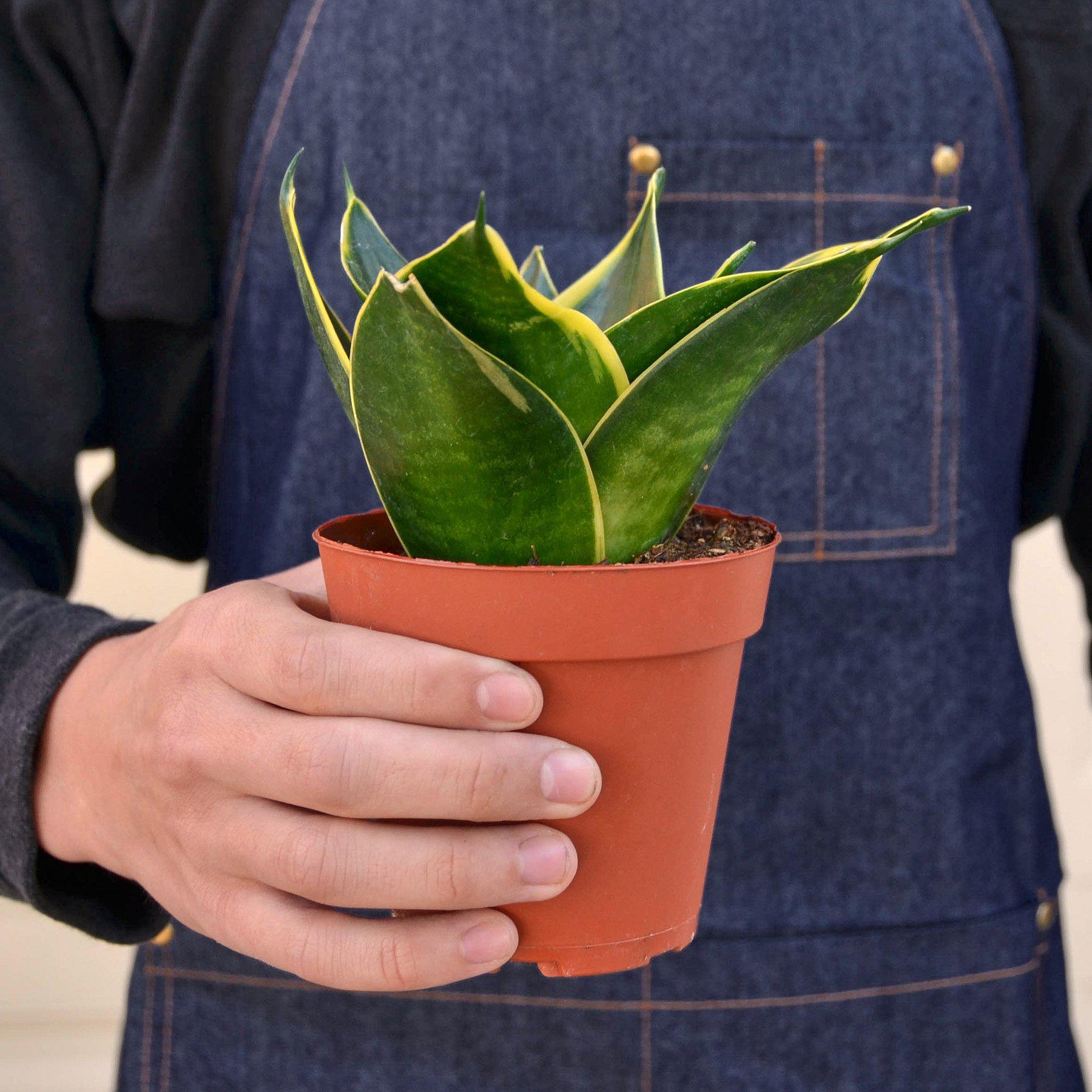 Snake Plant 'Emerald Star' - House Plant Shop