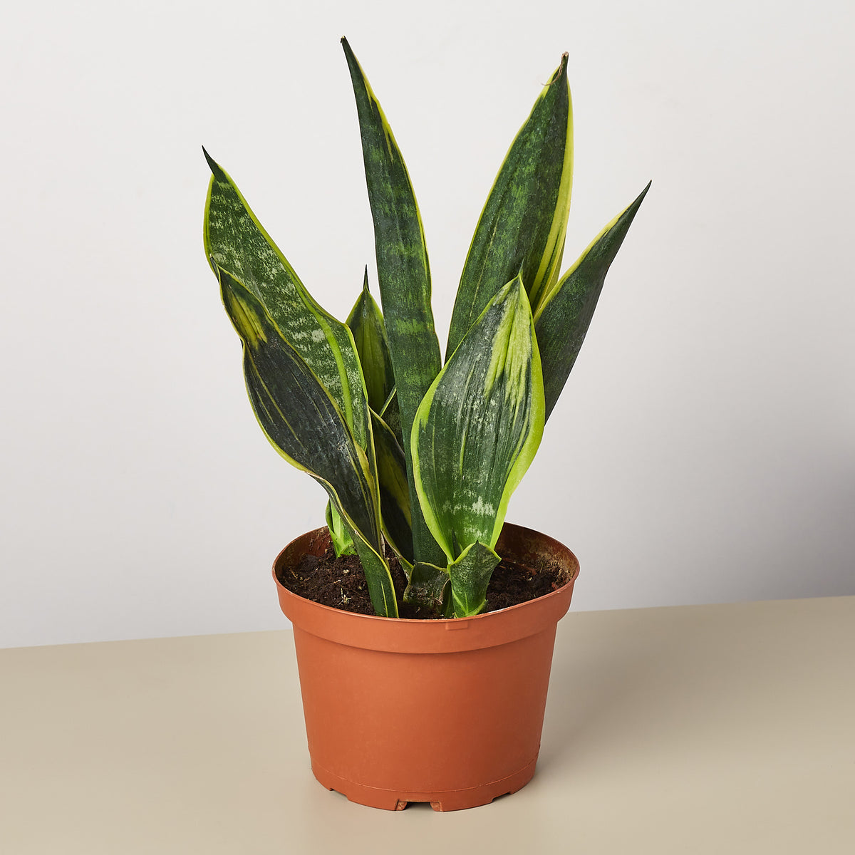anti snake plant in nigeria Snake Plant 'Gold Flame'