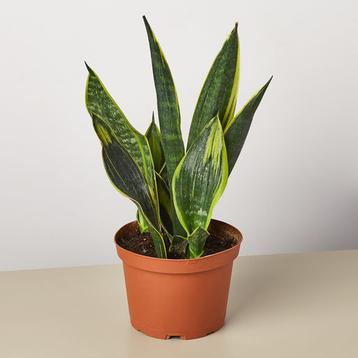 sansevieria green flame Snake Plant 'Gold Flame' | Indoor Plant | Tropical Plant | Potted Plant