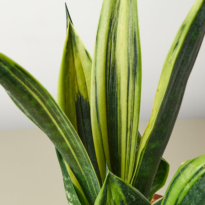 sansevieria trifasciata diamond flame Snake Plant 'Gold Flame'