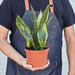 Snake Plant 'Gold Flame' - House Plant Shop