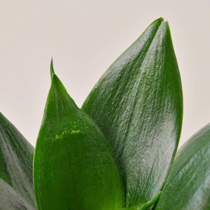 solid green snake plant Snake Plant 'Jade' | Indoor Plant | Tropical Plant | Potted Plant