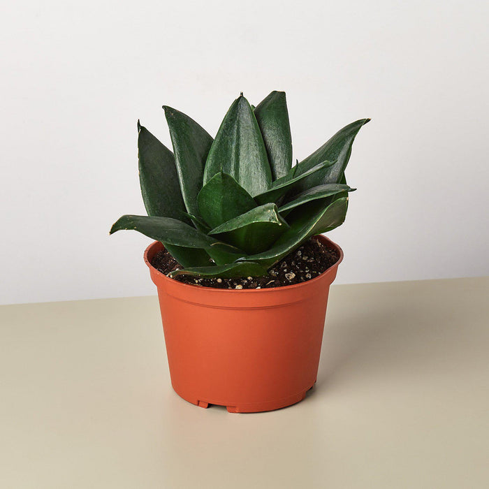 snake plant image Snake Plant 'Jade'