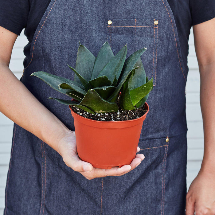 jade snake plant Snake Plant 'Jade' | Indoor Plant | Tropical Plant | Potted Plant