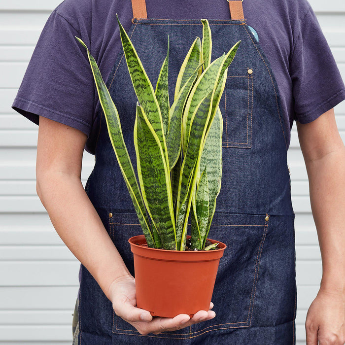 large snake plant in pot Snake Plant 'Laurentii' | Indoor Plant | Tropical Plant | Potted Plant